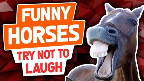 funny horse videos|funny horse videos try not to laugh.